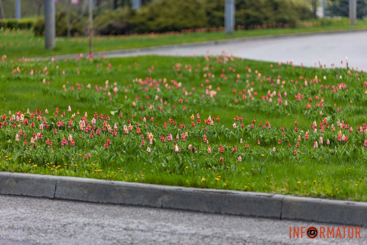 Тюльпани цвітуть