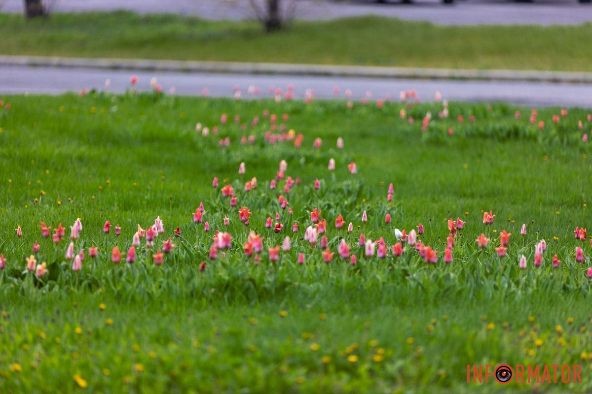 Міські квіти