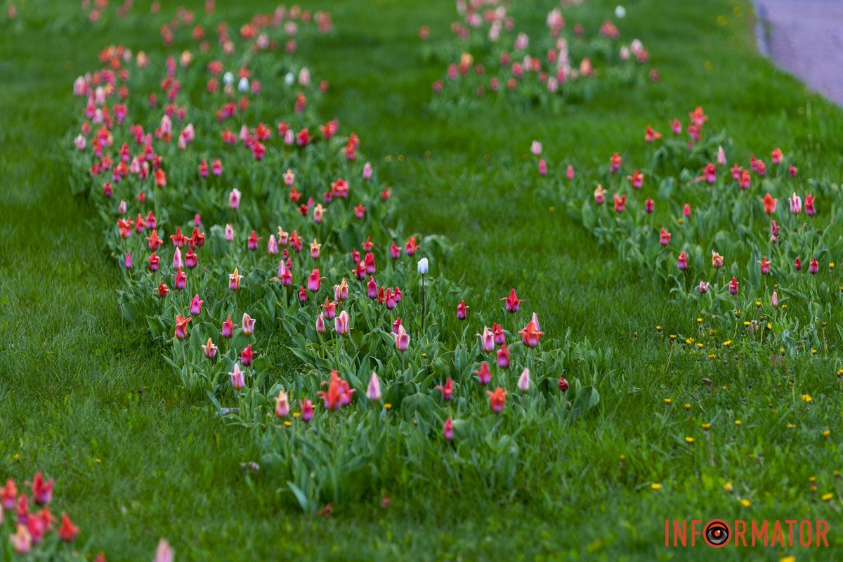 Тюльпани і місто
