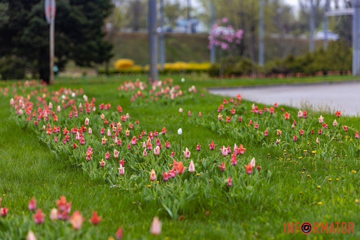 Живі кольори