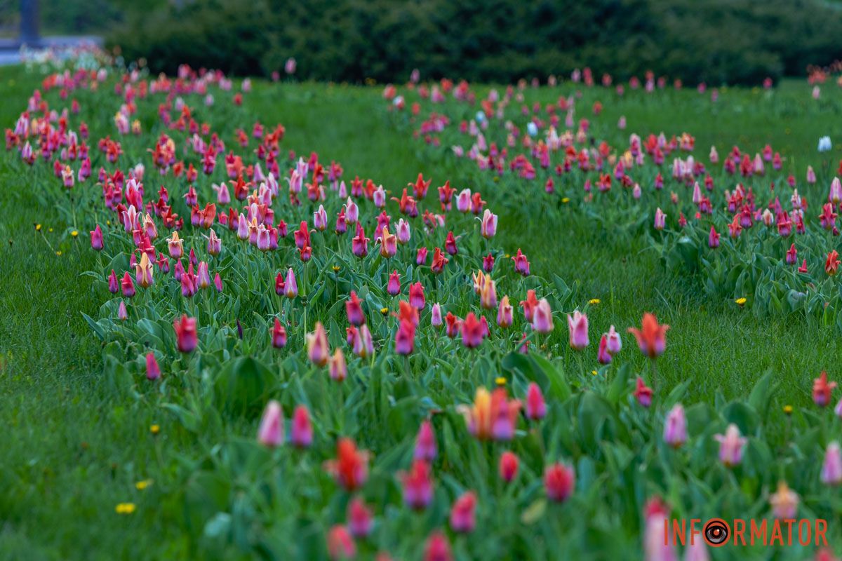 Весняний Дніпро