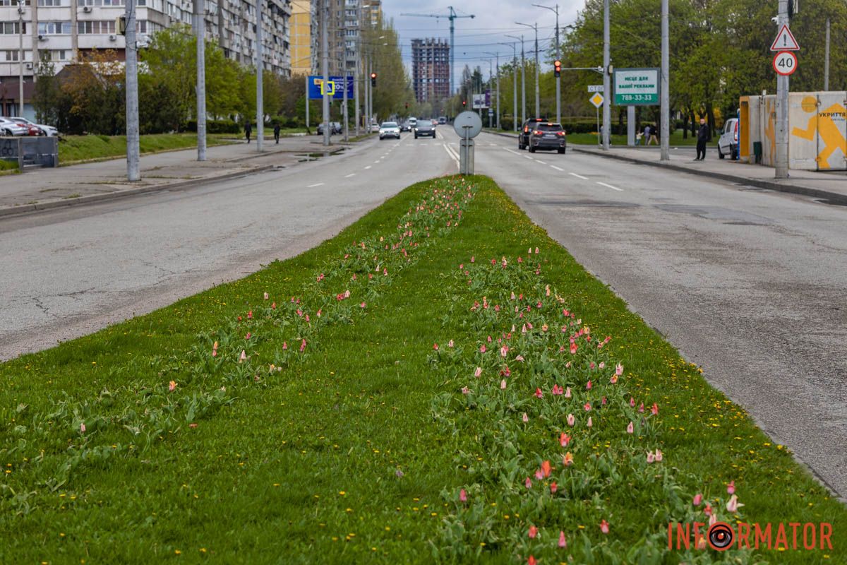 Тюльпани надихають