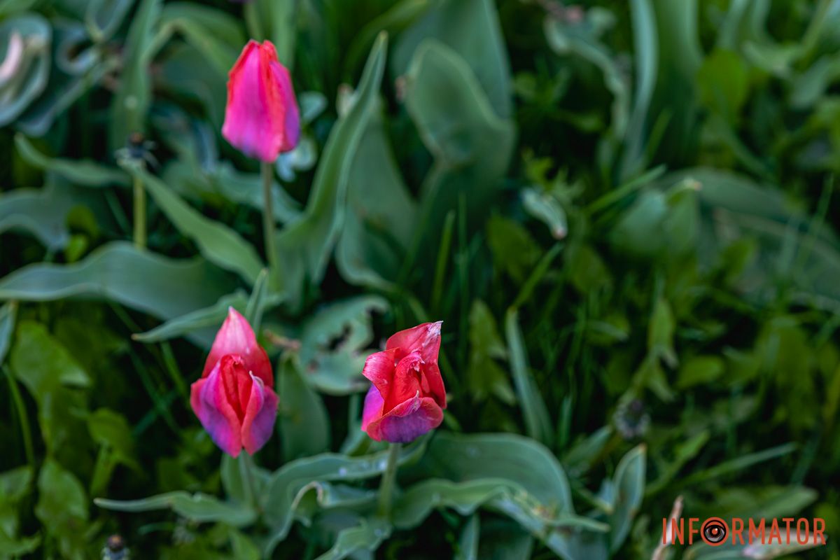 Світло і барви