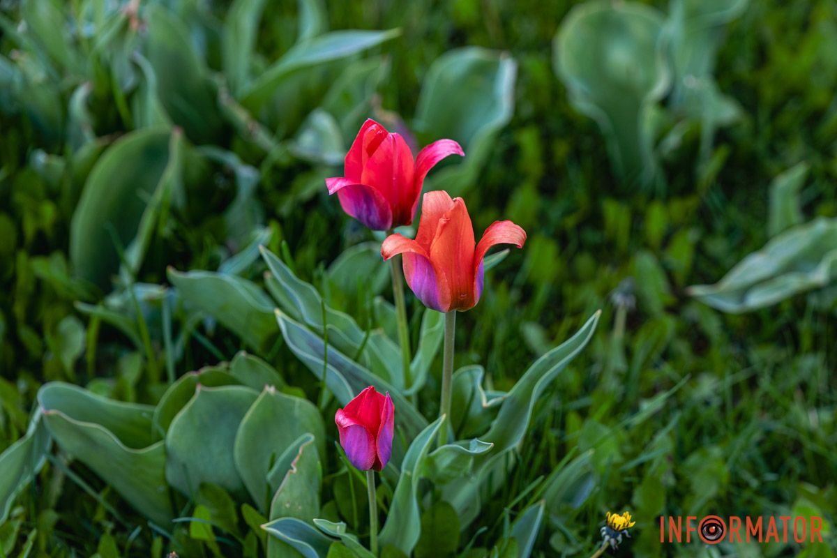 Весна в місті
