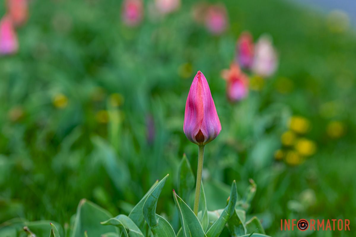 Фото для душі