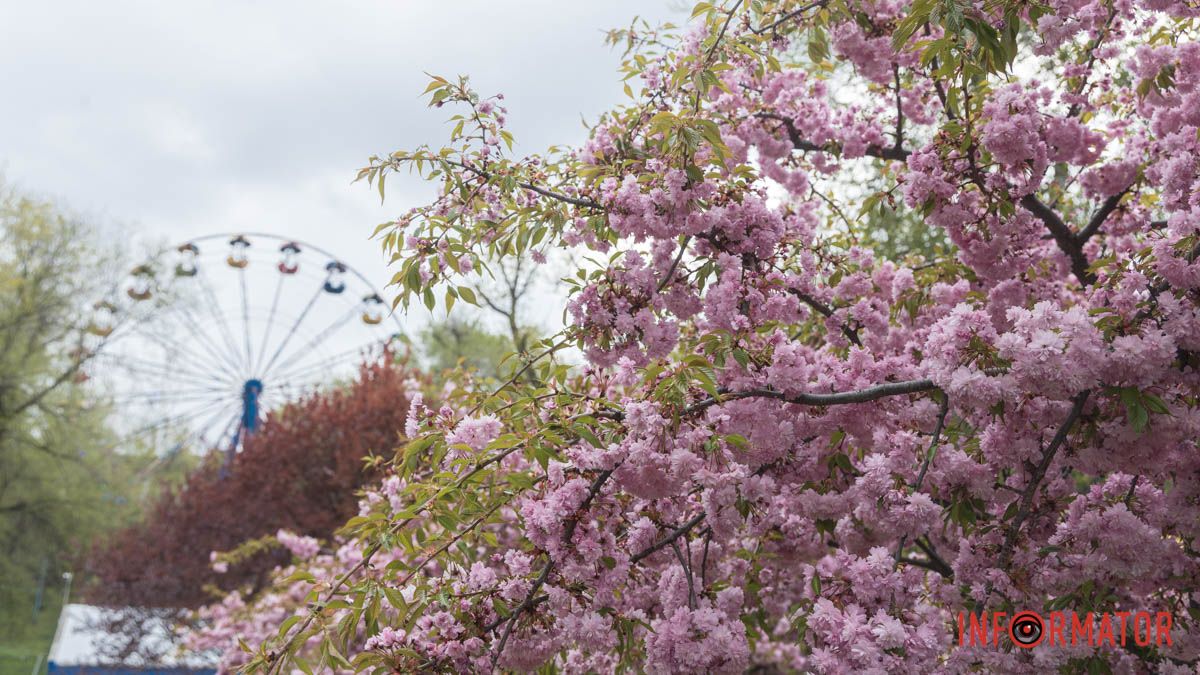 Весна в сердце города: как выглядит цветочный пик в парке Глобы