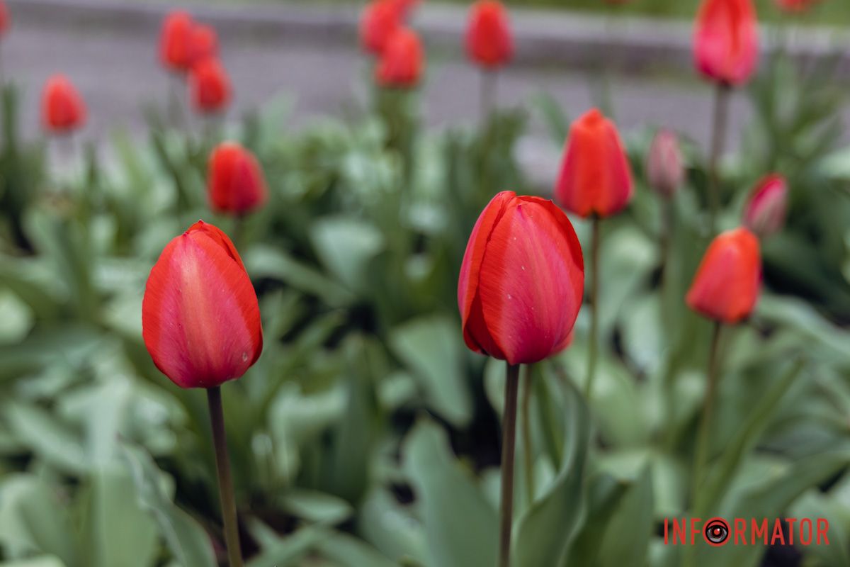 Весна у розпалі