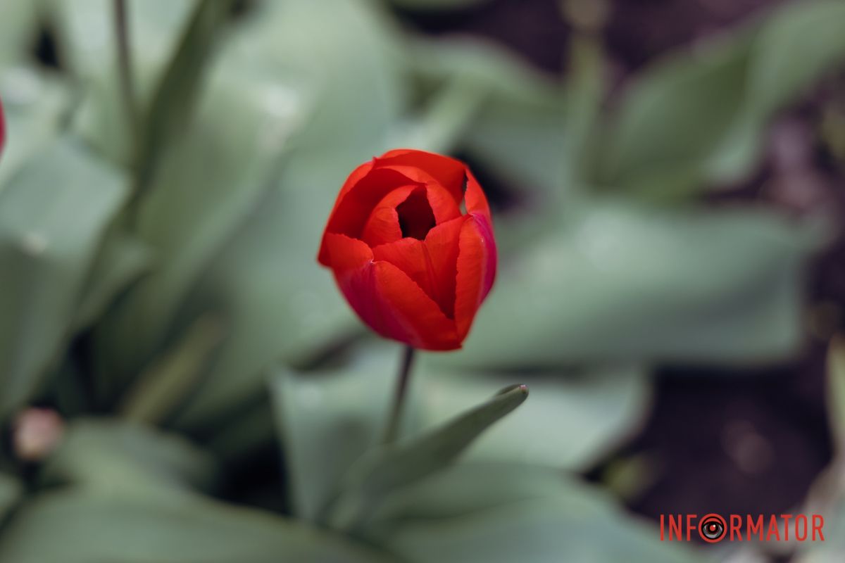 Яскраві барви