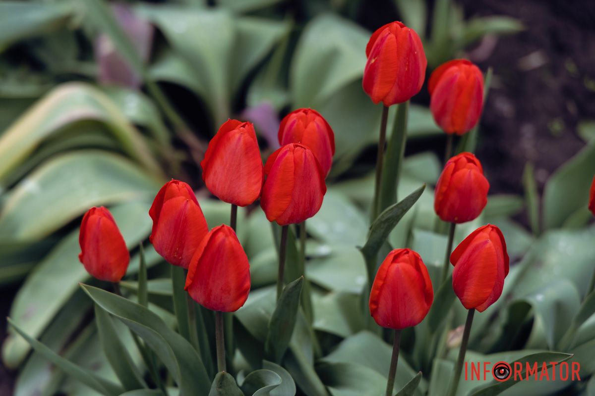 Клумби з весняними квітами.