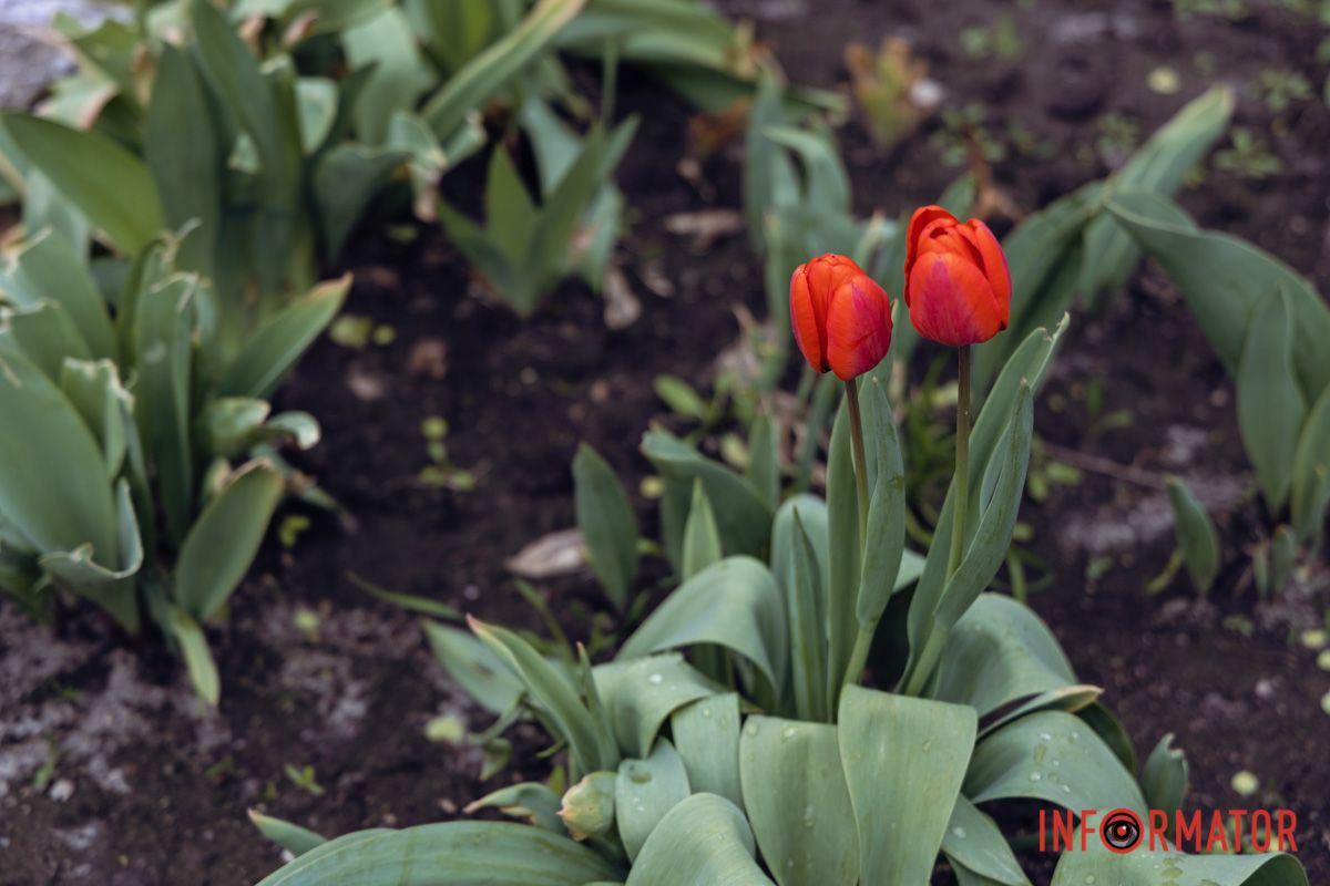 Геометрія кольору серед трави
