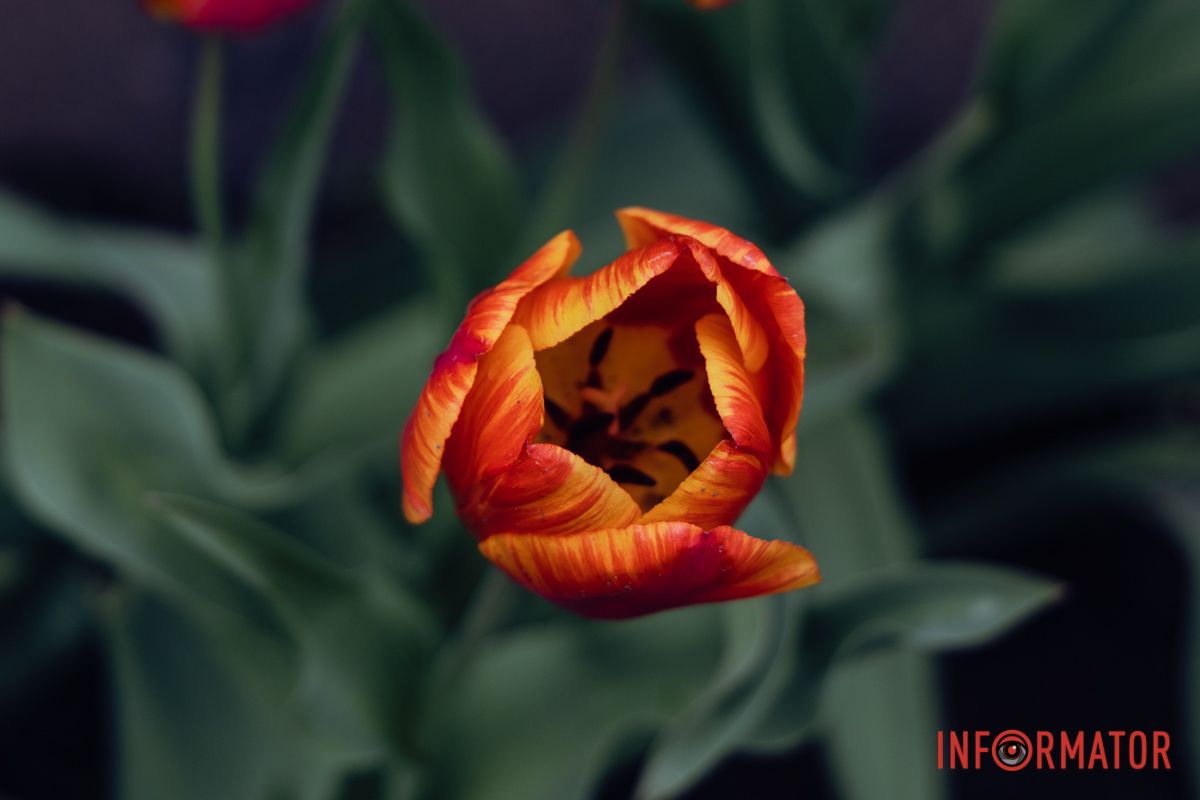 Яскраві квіти серед зелені