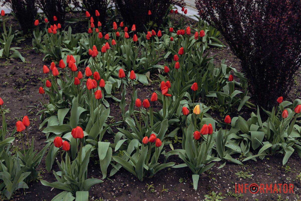 Тюльпани у повному розквіті