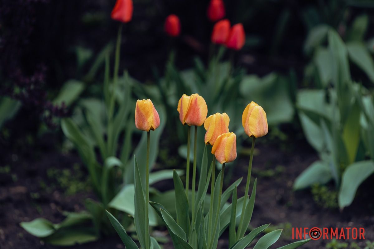 Різнобарв'я кольорів 