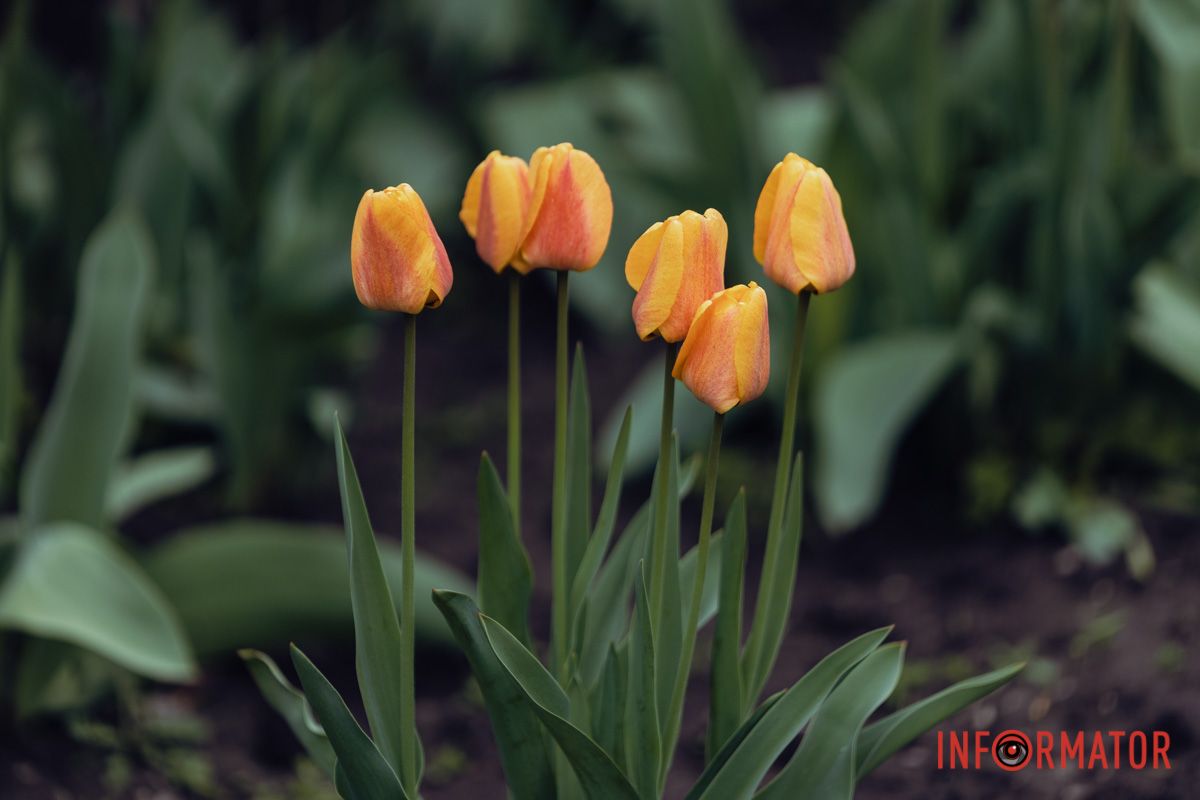 Різнокольорові квіти