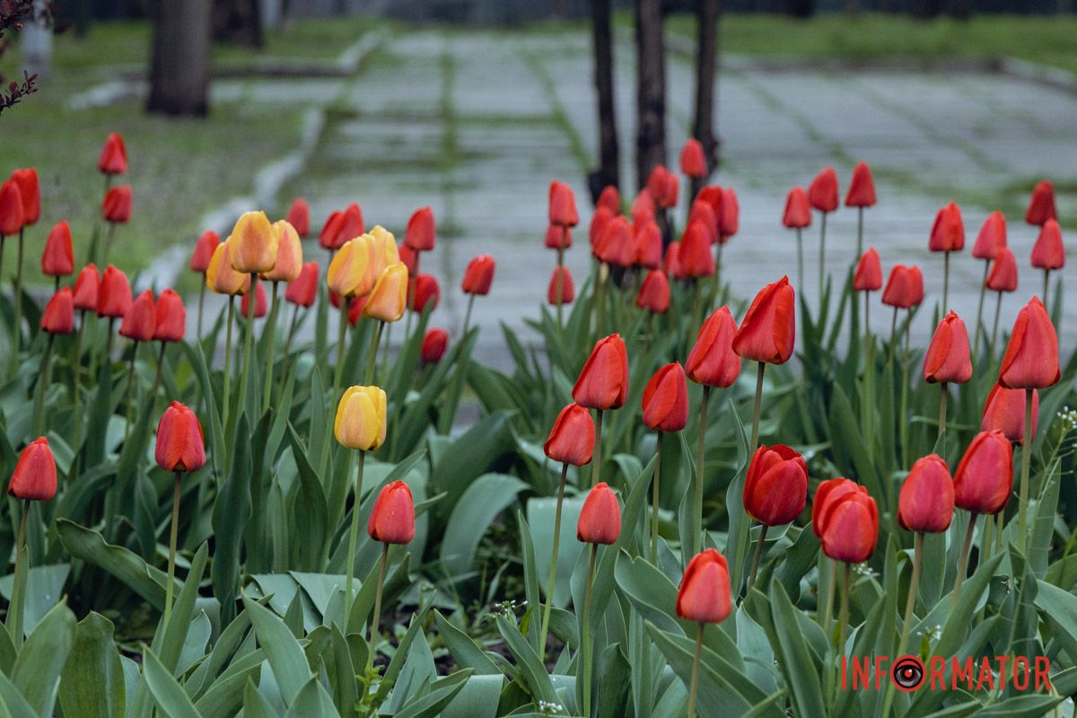 Весняні фарби у похмурі дні