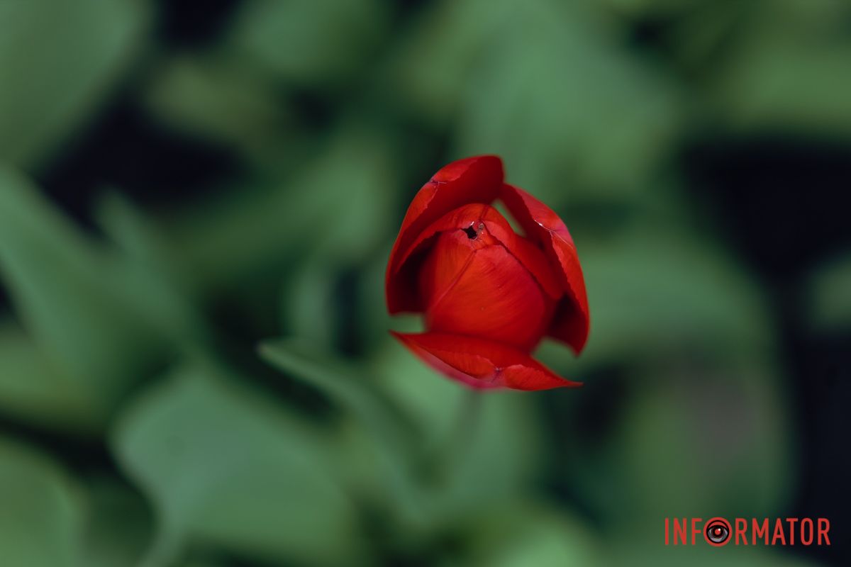 Сліпуча квітка