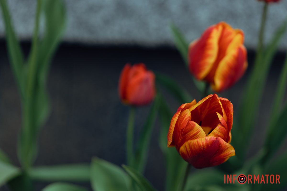 Яскраві акценти