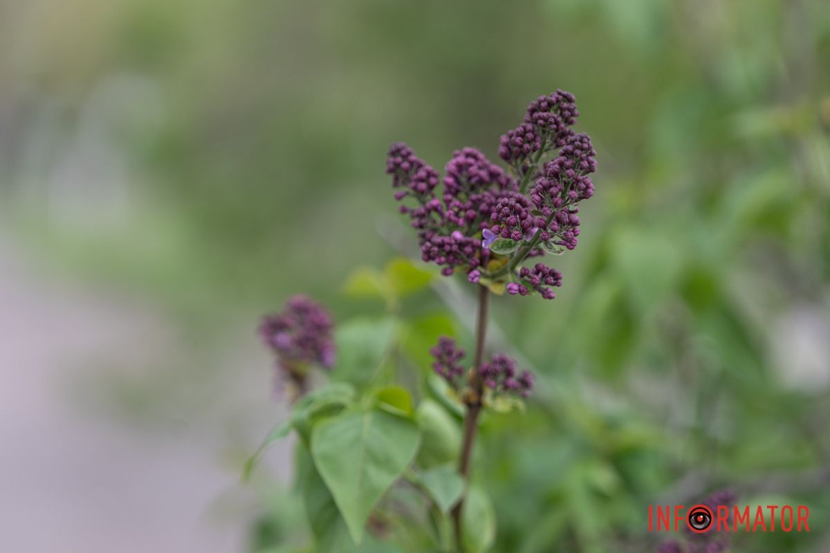 Скоро розквітуть бузки