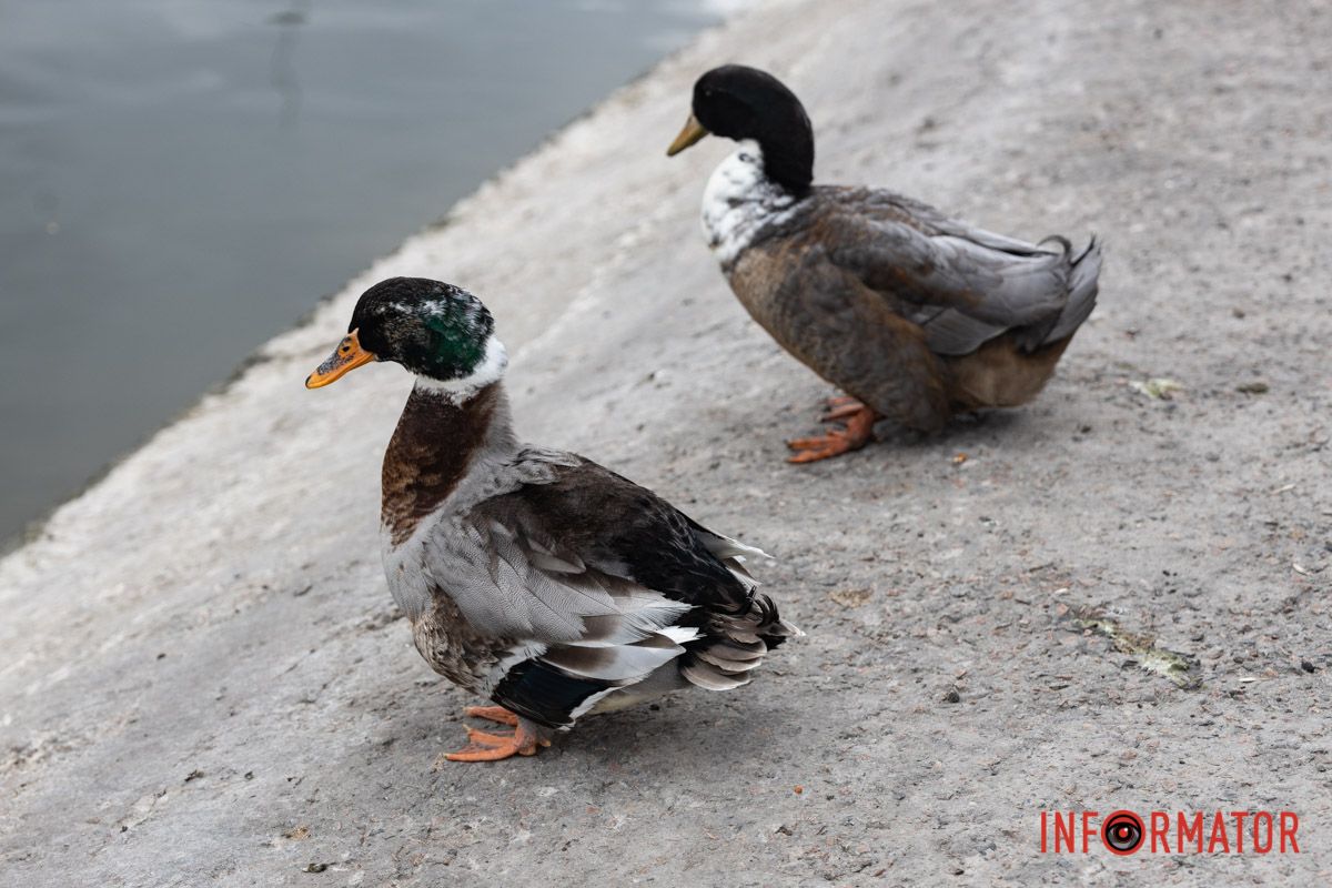 Ми побачили тут незвичайно великих качок