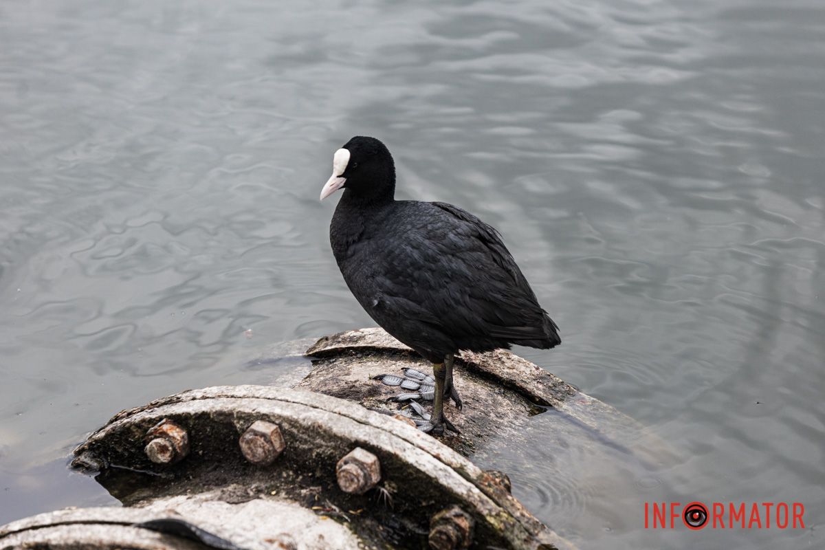 У цієї качки біла голівка