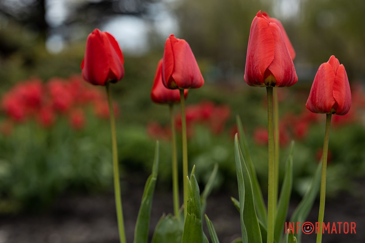 Завітайте до парку!