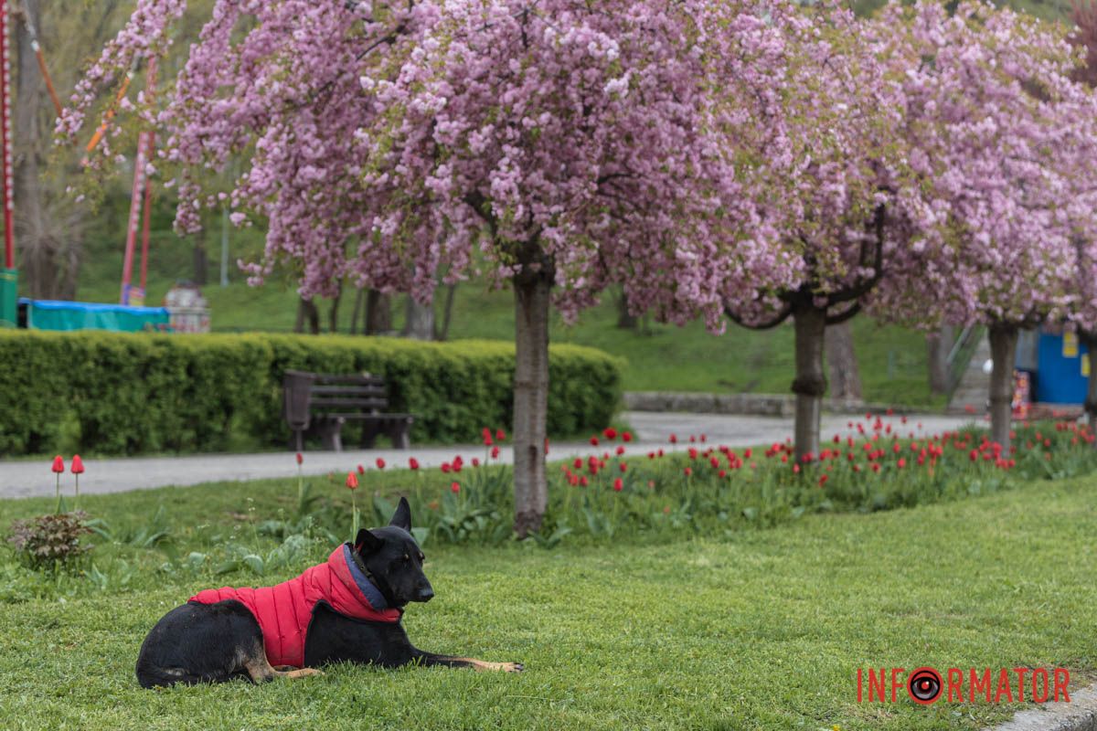 Фотогенічний пес