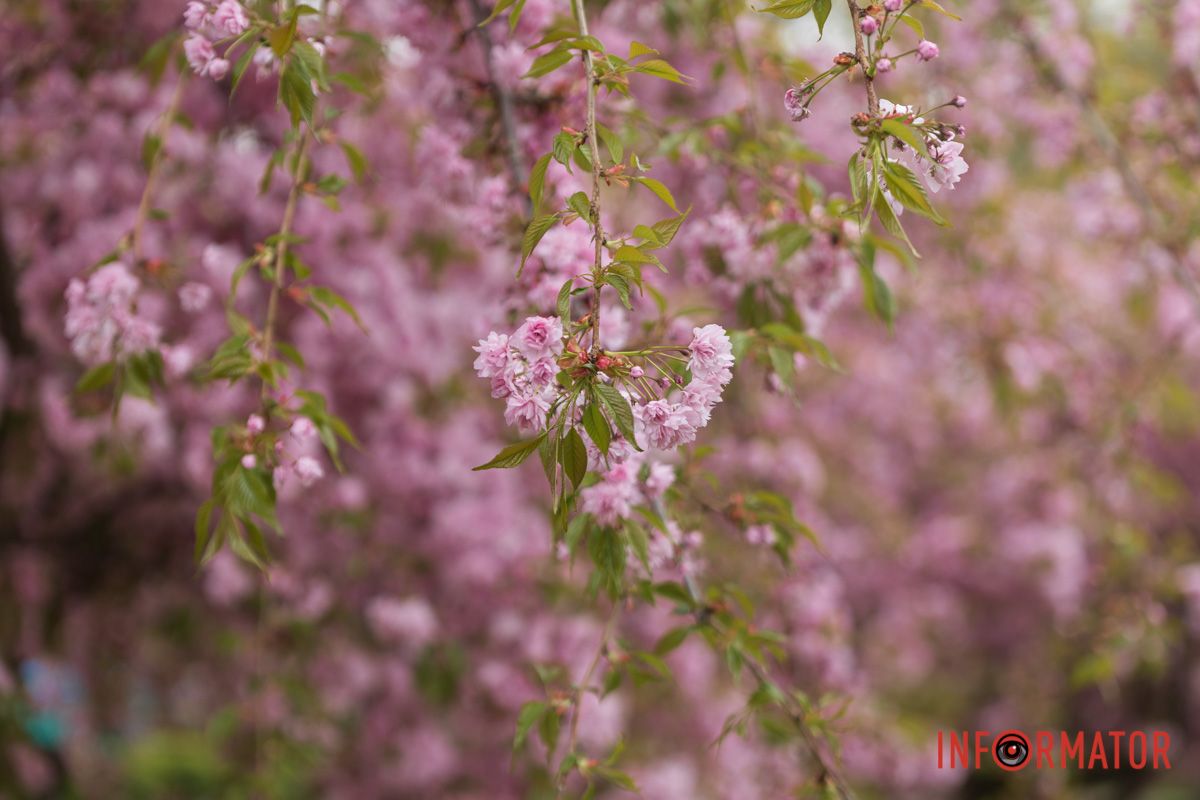 Алеї вкрилися ніжним рожевим цвітом сакур