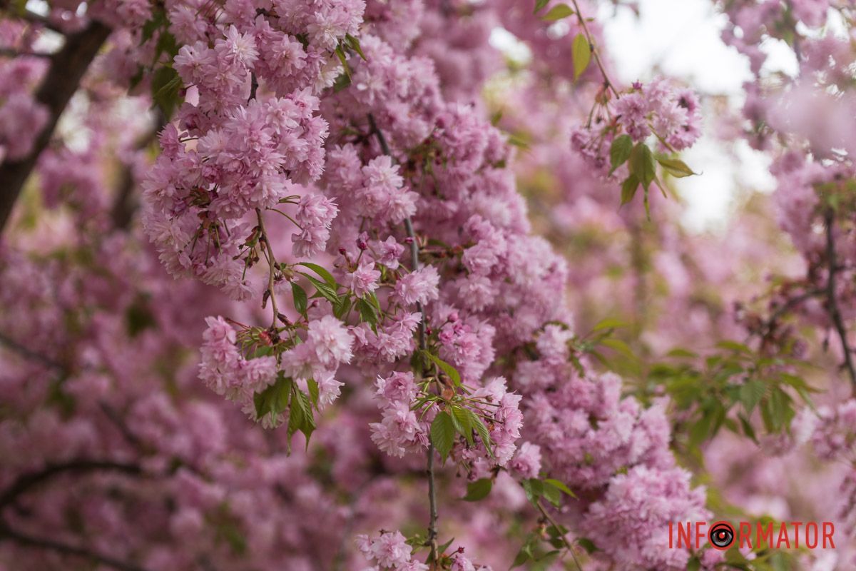 Сакури розквітли у парку Глоби