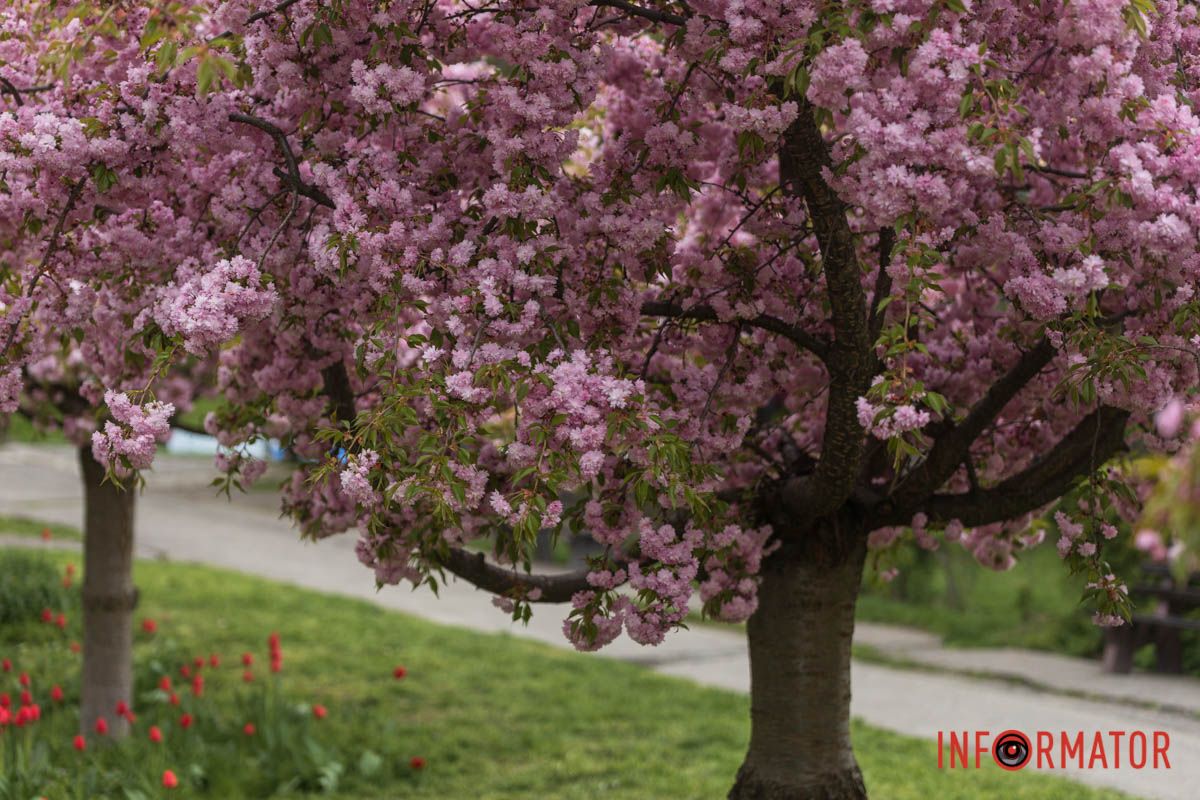 Весняний вітер серед сакур.