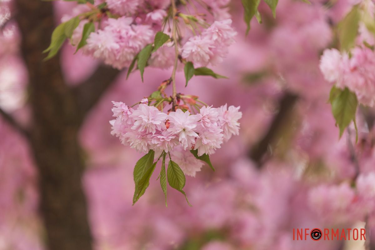 Ніжні пелюстки