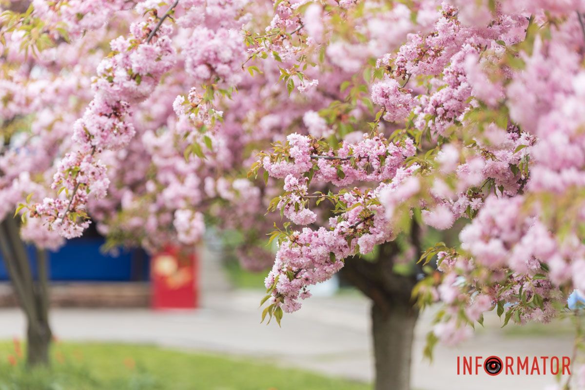 Квітучі дерева