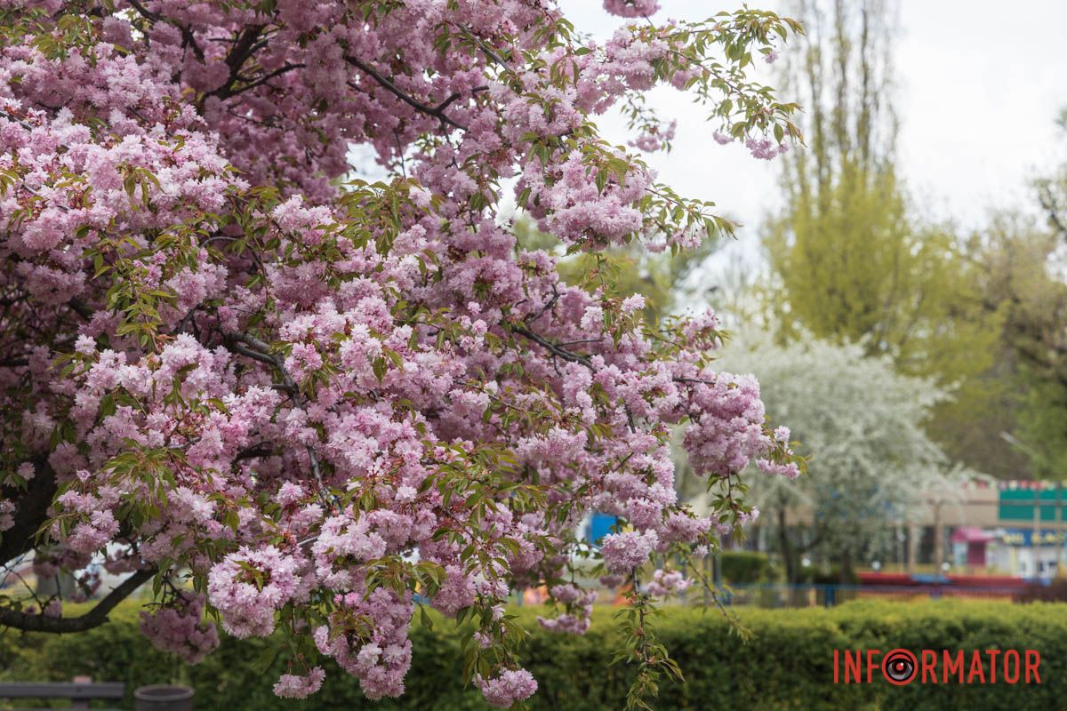 Рожеві хмаринки