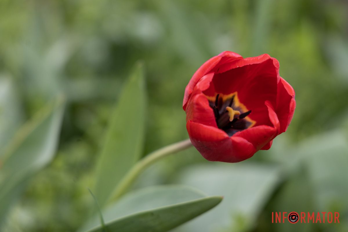 Весна у самому центрі міста