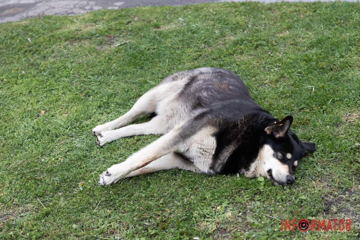 Пес знайшов чудову локацію для відпочинку