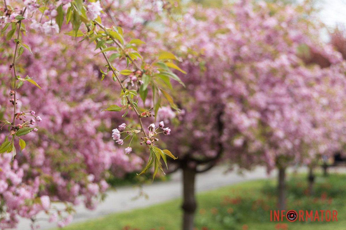Рожева пелена
