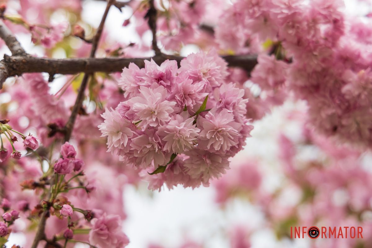 Квіти як головний акцент