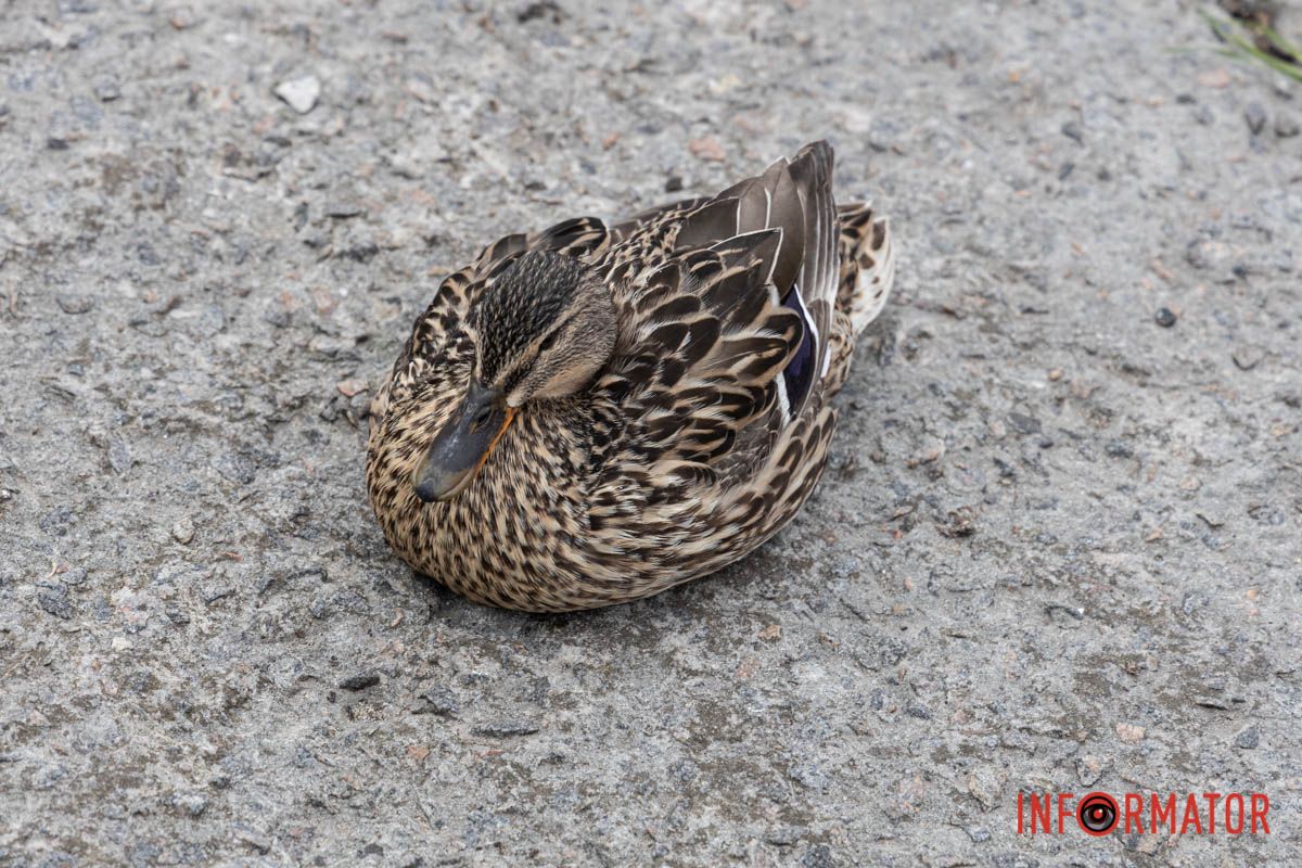 Неочікувано, але ще один вид качки