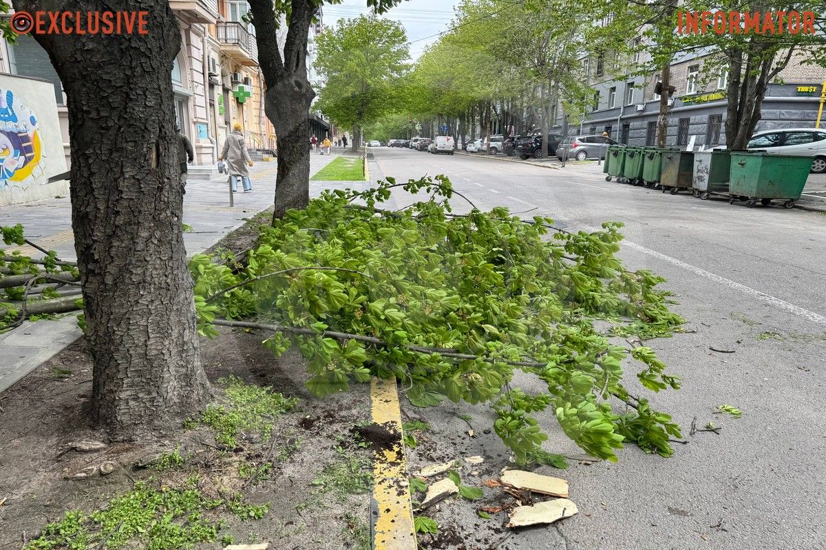 Деревопад в Днепре: ветви падают на дороги, тир и детские площадки из-за сильного ветра 7