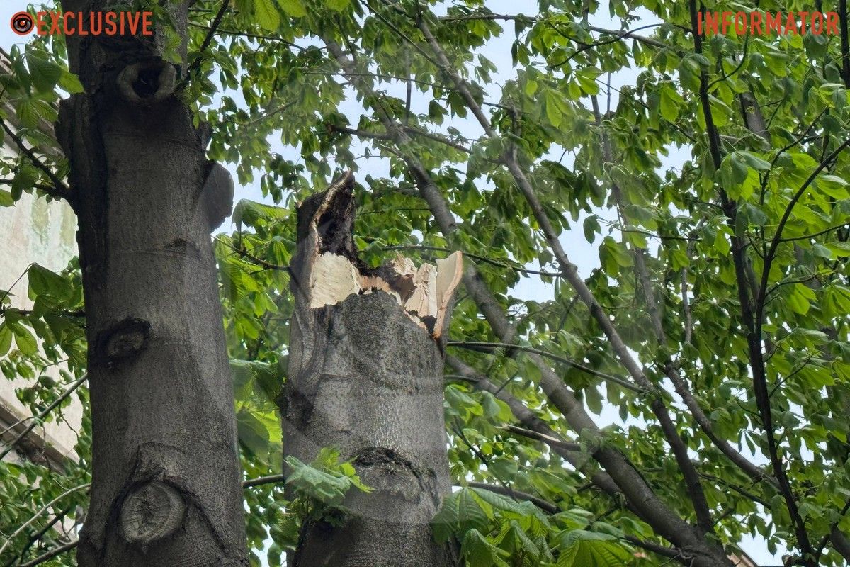 Деревопад в Днепре: ветви падают на дороги, тир и детские площадки из-за сильного ветра 6