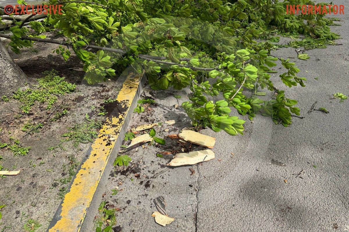 Деревопад в Днепре: ветви падают на дороги, тир и детские площадки из-за сильного ветра.