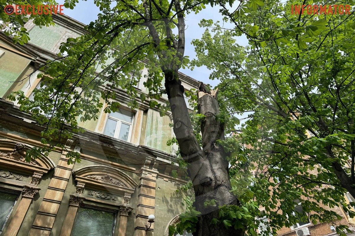 Деревопад в Днепре: ветви падают на дороги, тир и детские площадки из-за сильного ветра.