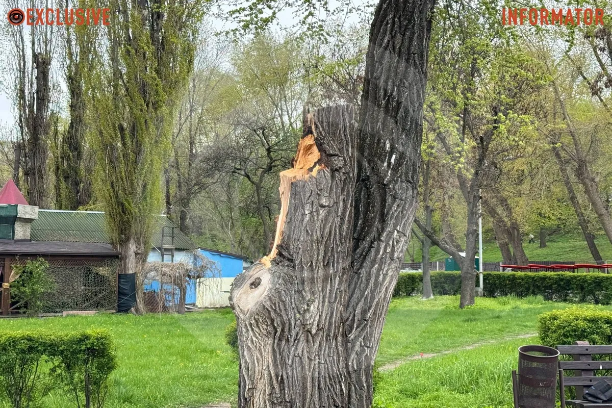 Деревопад в Днепре: ветви падают на дороги, тир и детские площадки из-за сильного ветра.