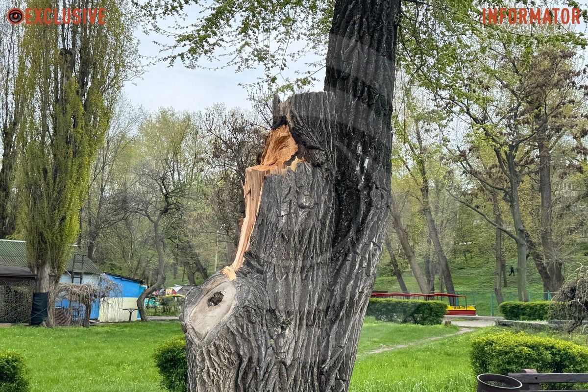 Деревопад в Днепре: ветви падают на дороги, тир и детские площадки из-за сильного ветра 16