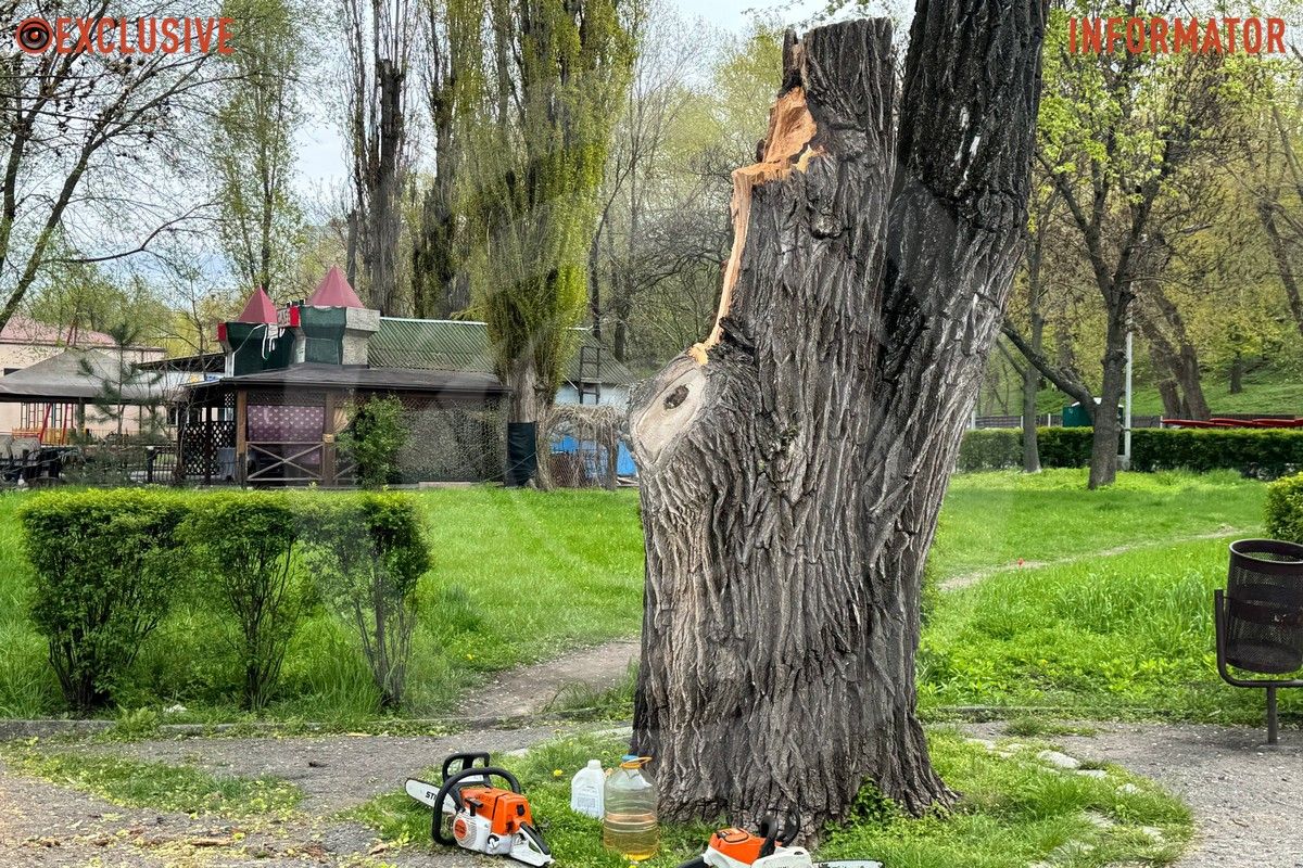 Деревопад в Днепре: ветки падают на дороги, тир и детские площадки из-за сильного ветра 17