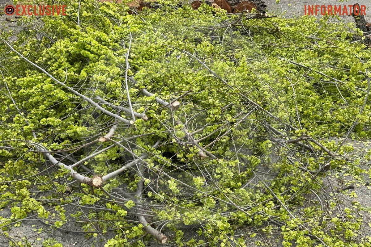 Деревопад в Днепре: ветки падают на дороги, тир и детские площадки из-за сильного ветра.