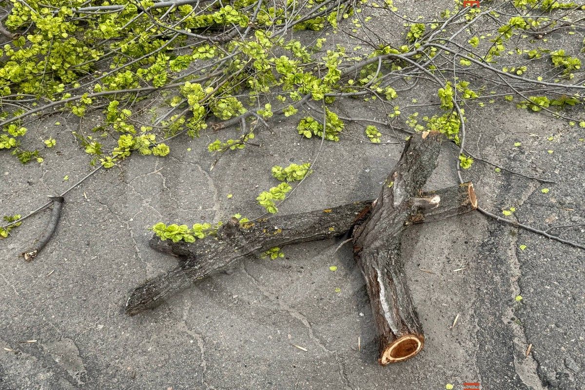 Деревопад в Днепре: ветки падают на дороги, тир и детские площадки из-за сильного ветра.