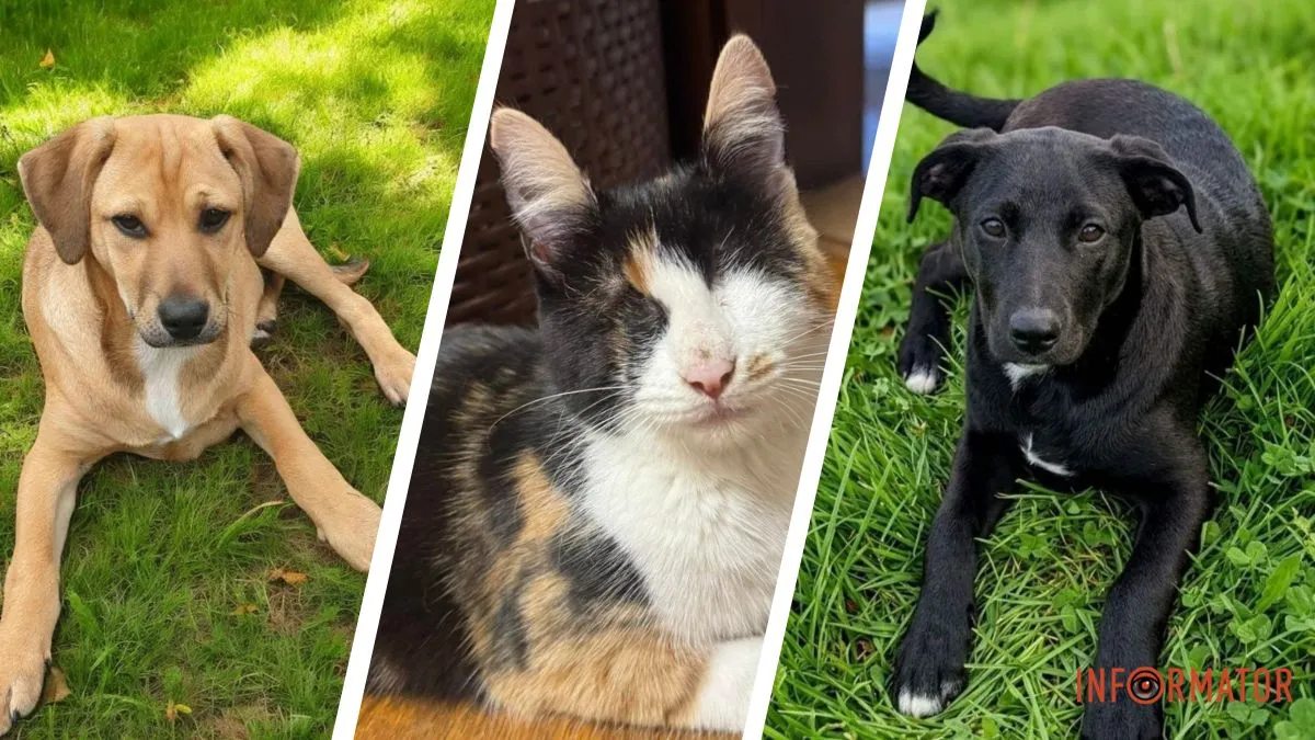 Їм нікуди йти: у Дніпрі тварини шукають люблячих господарів