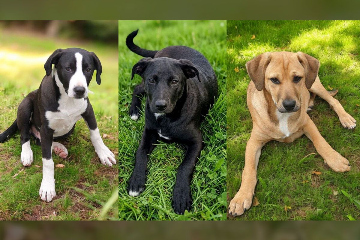 Атос, Портос, Арамис и Д'Артаньян