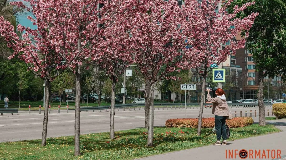 У Дніпрі у сквері Прибережному та на Перемозі розквітли ніжні сакури та магнолії