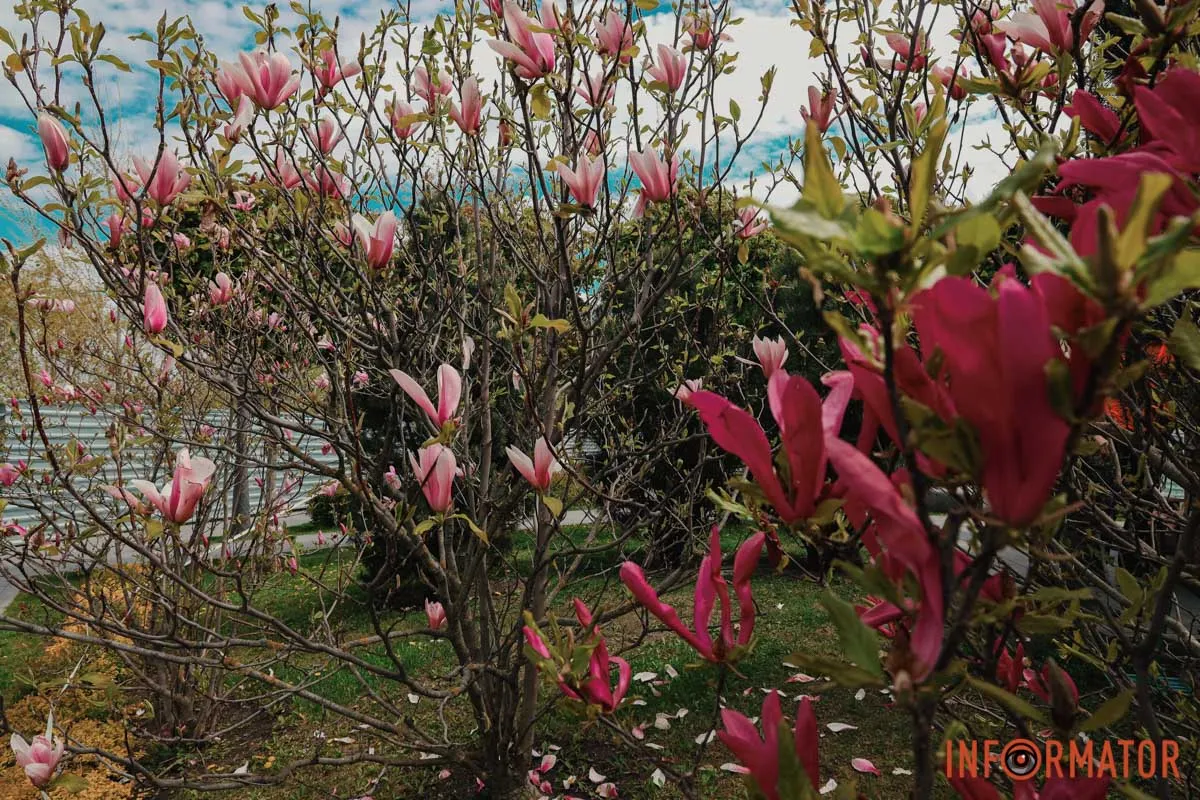 У Дніпрі у сквері Прибережному та на Перемозі розквітли ніжні сакури та магнолії 1